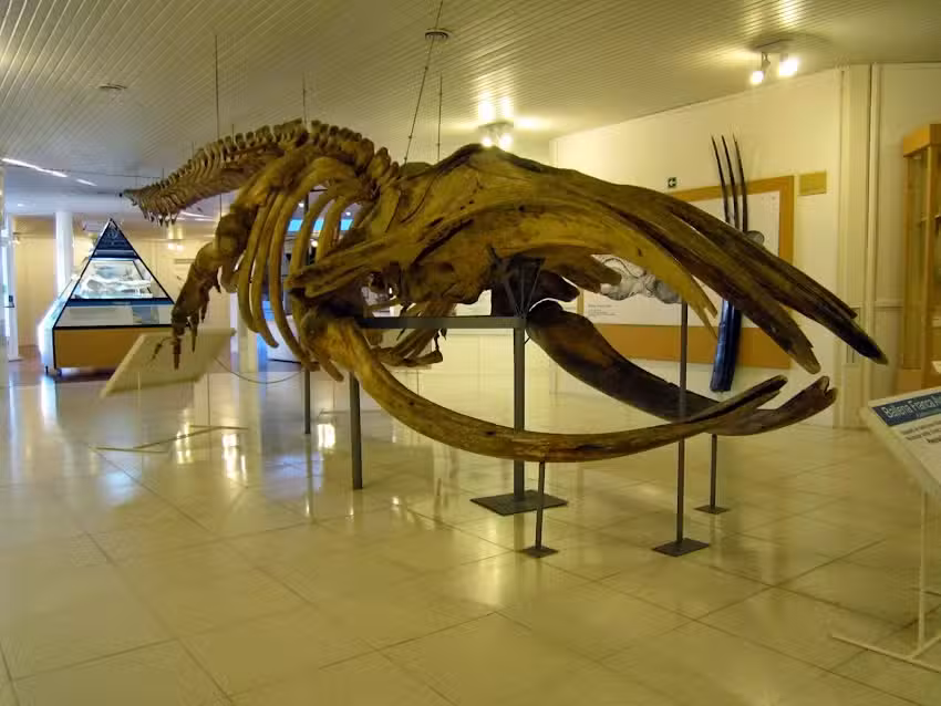 Odisea Patagónica – Viajes