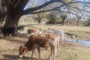 Oficina de Turismo Anquincila