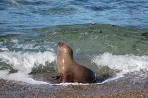 Otarie Trips and Rides. Traslados y tours.