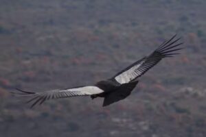 Parapente Capilla del Monte
