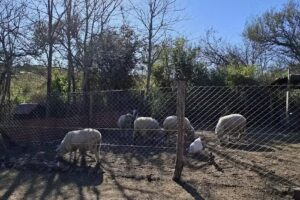 Paseos a caballo «palenque teruel»