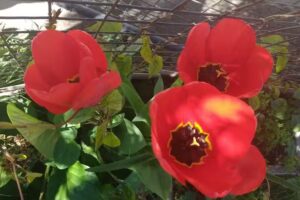 Pasionaria Del Sur Cabañas