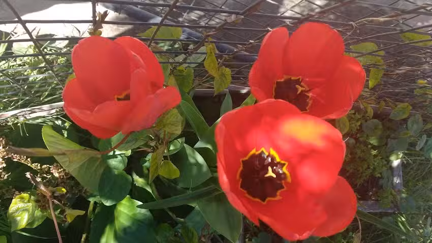 Pasionaria Del Sur Cabañas