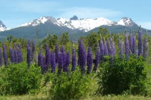 Patagonia River Guides