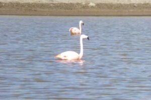 Pesca con Mosca Neuquén Norte