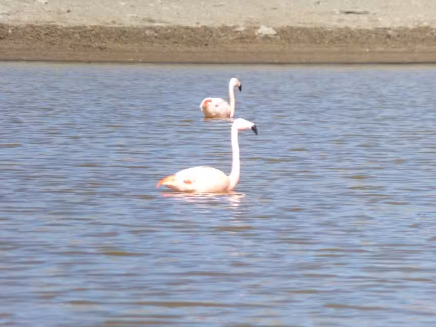 Pesca con Mosca Neuquén Norte