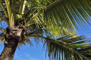 Planisferio Viajes Rosario