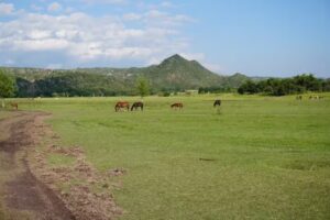 Puesto Walter Barros – Paseos a Caballo