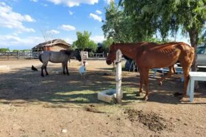 Rancho el Abrojo Pensionado Equino