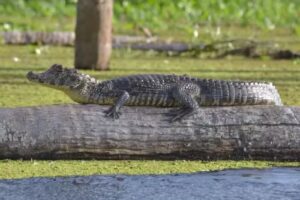 Remisse VG viajes expreso