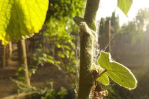 Rococicleta Rural Bike Tours