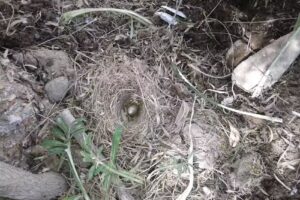 Ruca Antu – Peñihuen