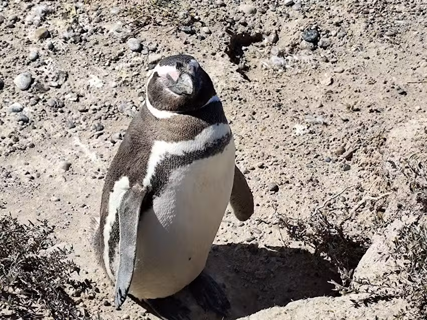 Rustica Patagonia Shore Excursions – Agencia de Viajes