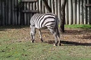 RUTA 11 Viajes y Turismo