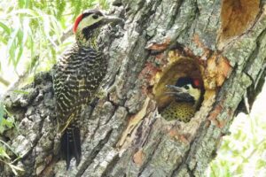Sandpiper Birding & Tours