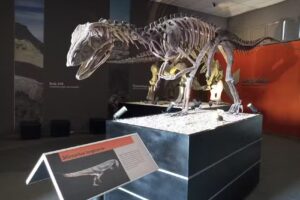 Saul Saidel Viajes S.R.L. (Saidel TU MUNDO)