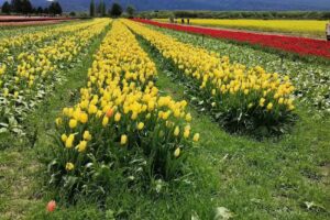 Secretaría de Turismo de Trevelin | Informes Turísticos