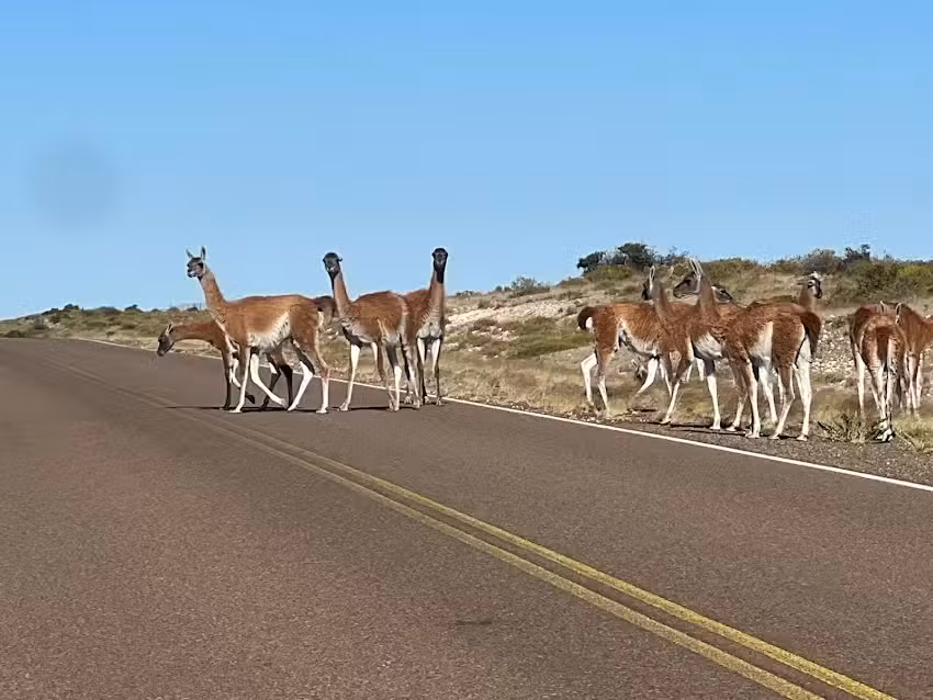 Shore Tour Puerto Madryn