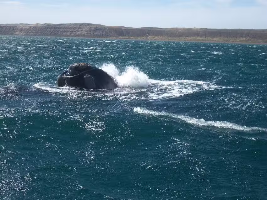 Sinergia Tours Empresa de Viajes y Turismo