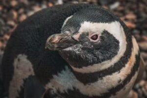 Sussanich Turismo Cruise Shore Excursions