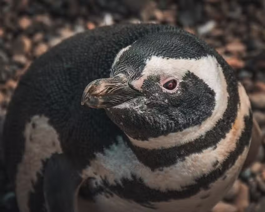 Sussanich Turismo Cruise Shore Excursions