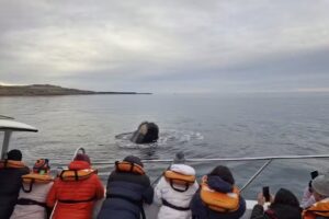 SUSSANICH TURISMO – Excursiones & Shore Tours