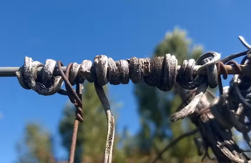 Transporte Turístico Discovery