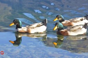 VIENTO Y AGUA PASEOS