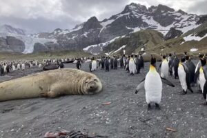 Wayfinders: Specialists in Polar Adventures